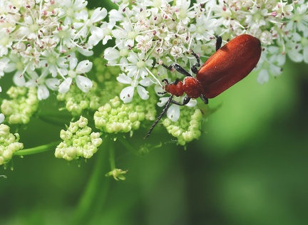 Coleoptera_Pyrochroa serraticornis-4