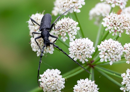 Coleoptera_Cerambyx scopolii-2
