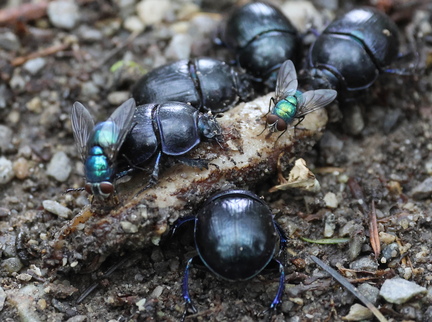 Coleoptera_Anoplotrupes stercorosus-2