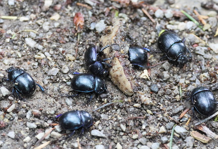 Coleoptera_Anoplotrupes stercorosus-21