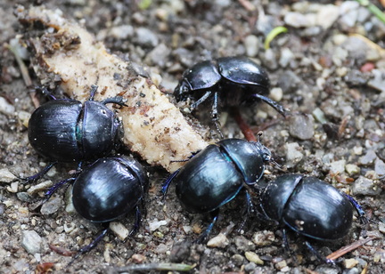 Coleoptera_Anoplotrupes stercorosus-22