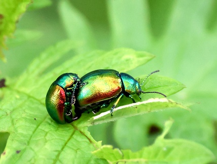 Coleoptera_Chrysolina graminis-1