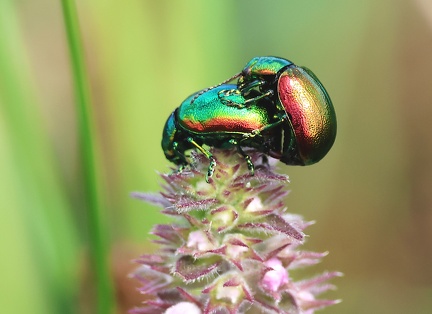 Coleoptera_Chrysolina graminis