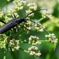 Coleoptera_Cerambyx scopolii-3