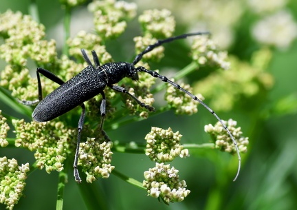 Coleoptera_Cerambyx scopolii-3