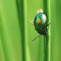 Coleoptera_Chrysolina graminis-3