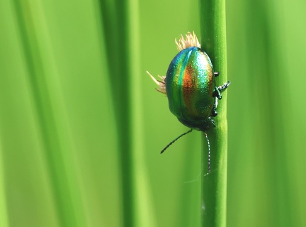 Coleoptera_Chrysolina graminis-3