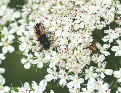 Coleoptera_Harmonia axyridis