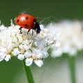 Coleoptera_Coccinella septempunctata