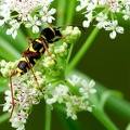 Coleoptera_Clytus arietis-21