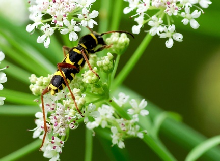 Coleoptera_Clytus arietis-21