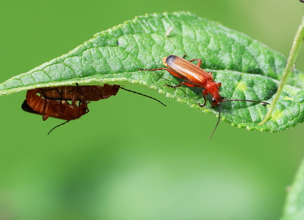 Coleoptera_Rhagonycha fulva-3