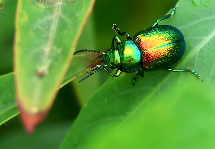 Coleoptera_Chrysolina fastuosa-1