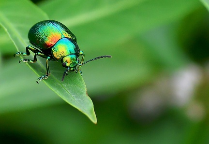 Coleoptera_Chrysolina fastuosa-2