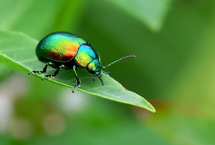 Coleoptera_Chrysolina fastuosa