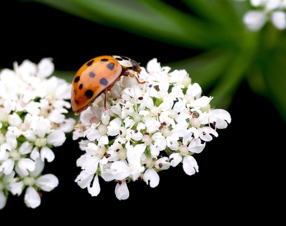 Coleoptera_Harmonia axyridis