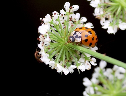 Coleoptera_Harmonia axyridis-1