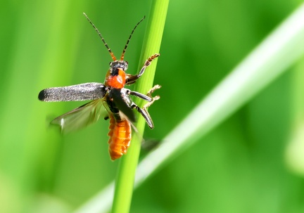 Coleoptera_Cantharis fusca