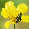 Coleoptera_Oedemera nobilis-2