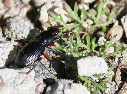 Coleoptera_Pseudoophonus rufipes