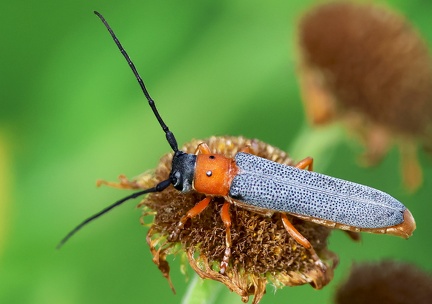Coleoptera_Oberea oculata