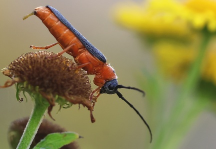 Coleoptera_Oberea oculata-1