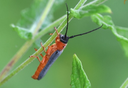 Coleoptera_Oberea oculata-2