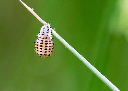Coleoptera_Chrysomela populi-2