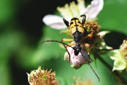 Coleoptera_Rutpela maculata-4
