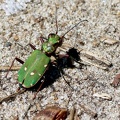 Coleoptera_Cicindela campestris
