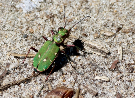 Coleoptera_Cicindela campestris