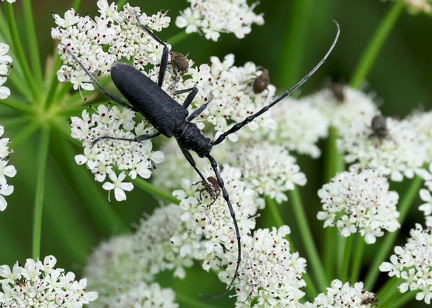 Coleoptera_Cerambyx scopolii-1
