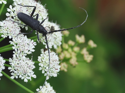 Coleoptera_Cerambyx scopolii
