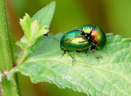 Coleoptera_Chrysolina graminis-2