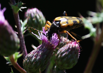 Coleoptera_Rutpela maculata-6