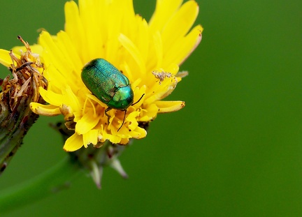 Coleoptera_Cryptocephalus sericeus