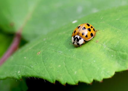 Coleoptera_Harmonia axyridis-2