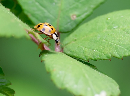 Coleoptera_Harmonia axyridis-21