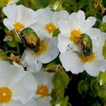 Coleoptera_Cetonia aurata