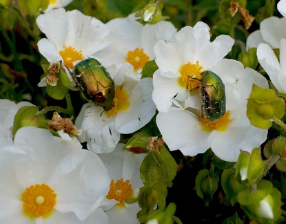 Coleoptera_Cetonia aurata