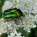 Coleoptera_Cetonia aurata