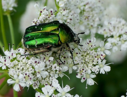 Coleoptera_Cetonia aurata