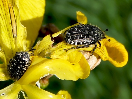 Coleoptera_Oxythyrea funesta