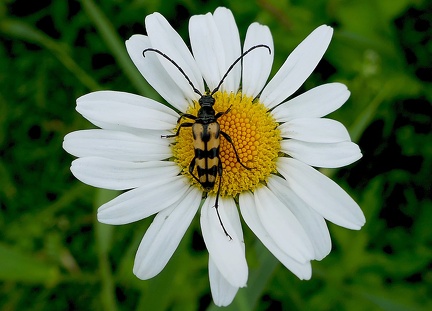 Coleoptera_Leptura quadrifasciata