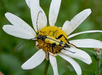 Coleoptera_Leptura quadrifasciata