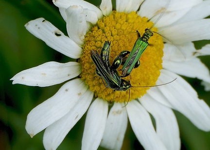 Coleoptera_Oedemera nobilis-1