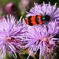 Coleoptera_Trichodes apiarius