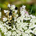 Coleoptera_Rutpela maculata-2
