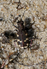 Coleoptera_Cicindela hybrida-1