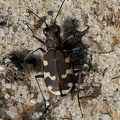 Coleoptera_Cicindela hybrida-1